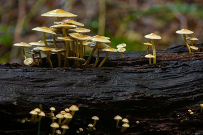 Close-up of mushroom growing on wood