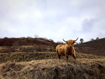 View of a woolly cow on field against sky