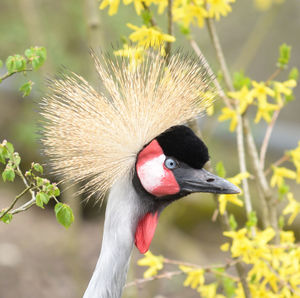 Close-up of bird on plant