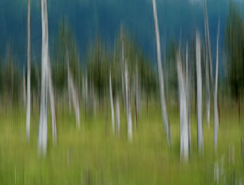 Full frame shot of grass on field