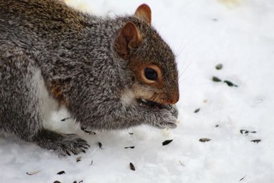 Close-up of squirrel