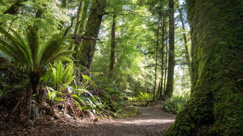 Trees in forest