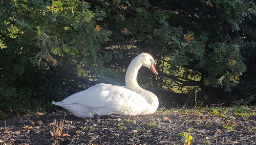 White swan on plant