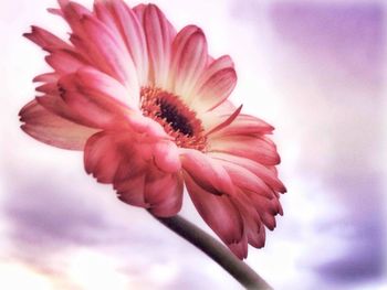 Close-up of flowers blooming outdoors