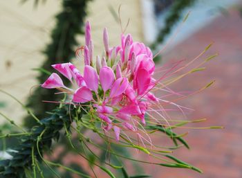 Close-up of pink flowering plant