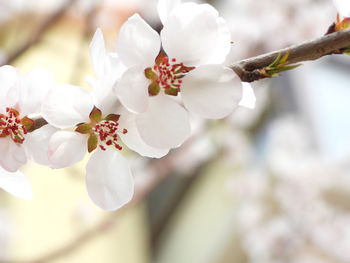 Close-up of cherry blossoms in spring