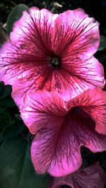 Close-up of pink flower