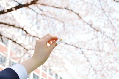 Cropped hand holding white flower