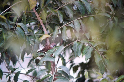 Close-up of ivy growing on tree