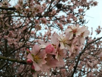 Low angle view of cherry blossoms in spring