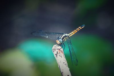 Close-up of dragonfly on plant