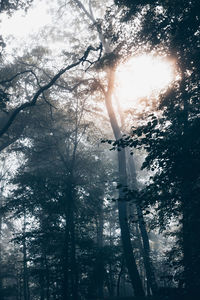 Low angle view of trees in forest