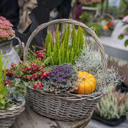 Potted plants in basket