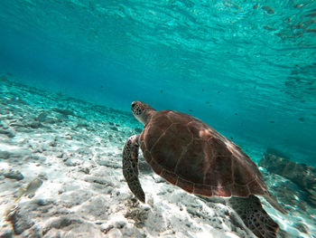 Turtle swimming in sea