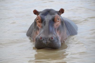 Close-up portrait of horse in water