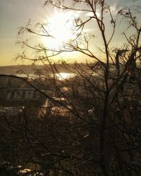 Sun shining through trees