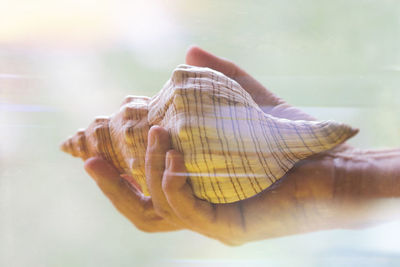 Close-up of hand holding seashell