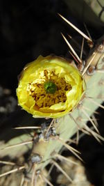 Close-up of yellow flower