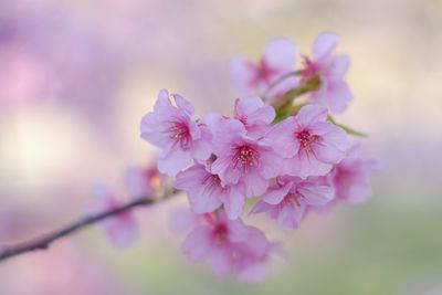 Close-up of pink flowers