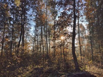 Trees in forest