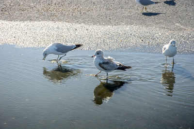 Birds perching on lake