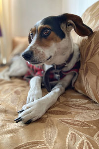 Close-up of a dog resting