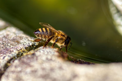 Close-up of insect on rock