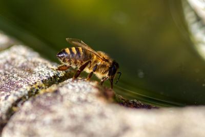 Close-up of insect on birdbath.