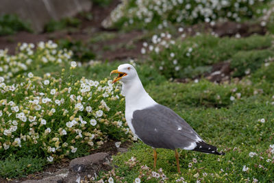 Close-up of seagull perching on a field