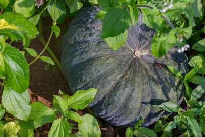 High angle view of insect on leaves