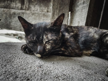 Close-up of a cat sleeping