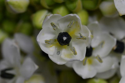Close-up of insect on white flower