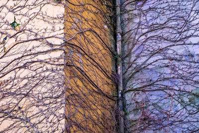 Low angle view of creeper plants on building