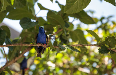 Low angle view of bird perching on branch