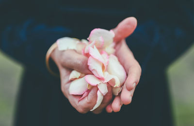 Close-up of hand holding pink flower