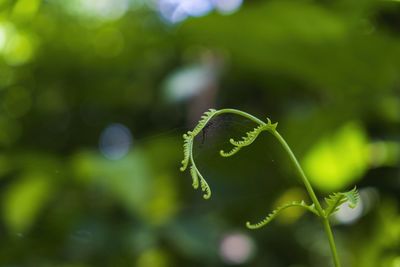 Close-up of green leaf