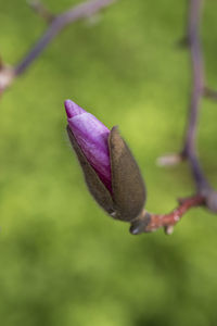 Close-up of pink flower bud