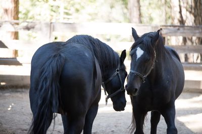 Close-up of horses