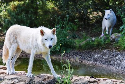 Close-up of wolves