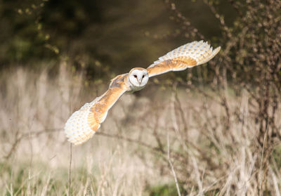 Barn owl flying over field