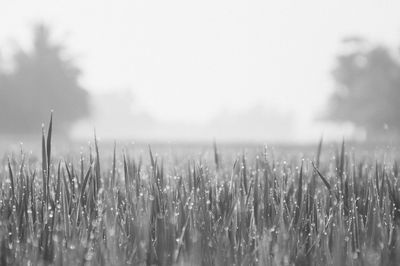 Close-up of stalks in field against sky