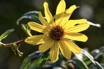 Close-up of yellow flowering plant