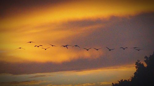 Birds flying in sky during sunset