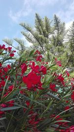 Close-up of red flowers against sky