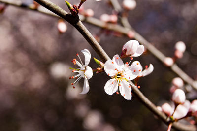 Close-up of cherry blossoms in spring