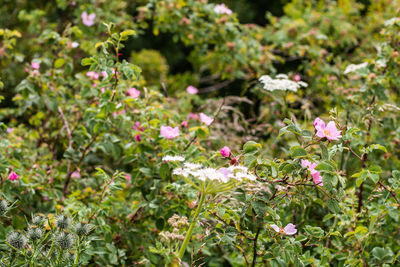 Close-up of pink flowering plants on field