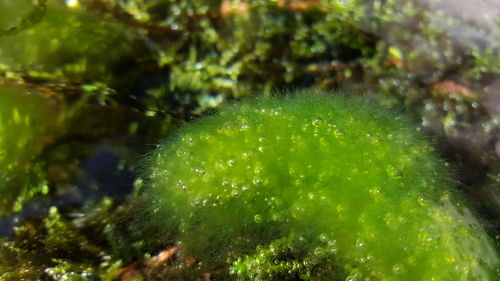 Close-up of plants