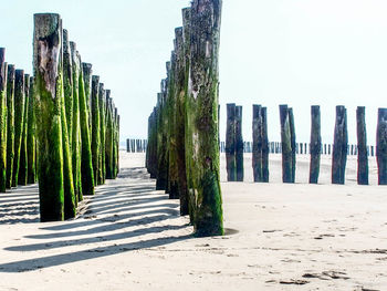 Panoramic shot of trees on beach against sky