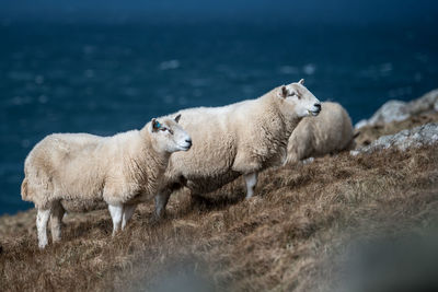 Sheep on landscape by sea