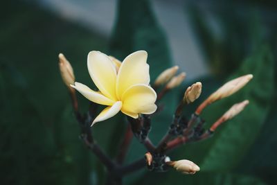 Close-up of flower against blurred background